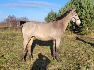 Przepiękna jelenia sportowa klacz