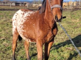 Tarantowata klacz AES