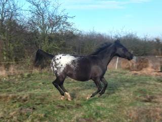 Afrodyta - źrebna Bandosem