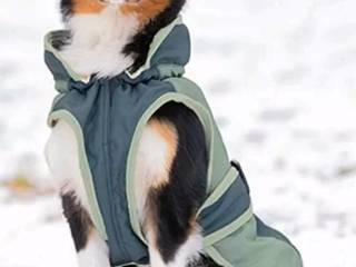 derka dla psa Sugar Dog Glacier Bay, r. XXXL ( 69 cm), 100 g, miętowa, bdb(2)