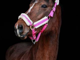 Przyszłościowa klacz