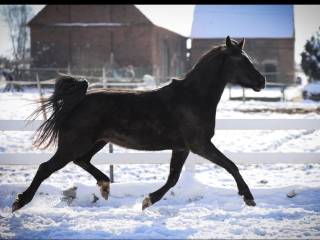 Spokojny wałach 6 letni rekreacja małe skoki tereny
