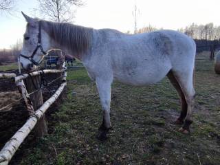 siwy wielkopolak, doświadczony i bezpieczny koń kawaleryjski (husaria, łucznictwo)