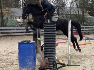 Klacz Dominator 2000 - Indoctro - Wellington