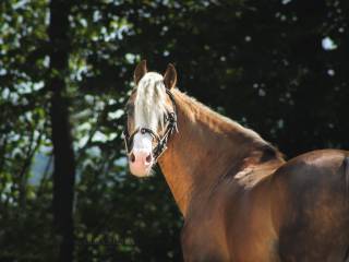 Ogier Walijski Brytyjskie pochodzenie