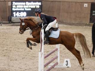 KUCYK! Na sprzedaż piękna Kucynka gr. D