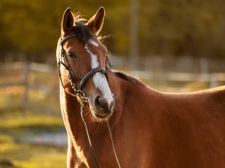 5 letnia, przyszłościowa klacz