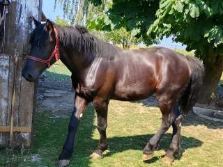 Sprzedam klacz 1,5 roku