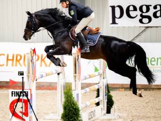 6 letni wałach Cornet Obolensky-Calato, chodzi 120-125 cm