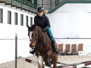 4-letnia klacz do skoków dla każdego po Che Guevara L/Cassini I