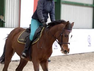 4-letnia klacz do skoków dla każdego po Che Guevara L/Cassini I