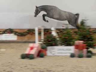 Caribis Z x Mylord Carthago