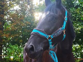 Piękna i Ułożona Klacz o imponującym rodowodzie po ogierze Fred (Colorado x Forpoczta).