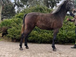 Siwy wałach mały koń