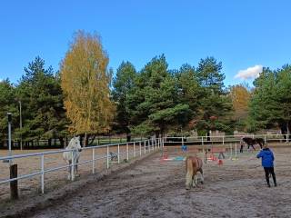 Pensjonat, hotel dla koni blisko Warszawy
