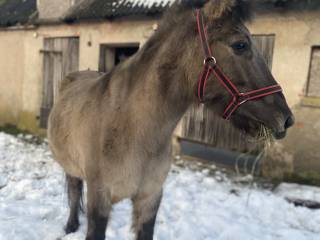 Sprzedam Konika polskiego wałach