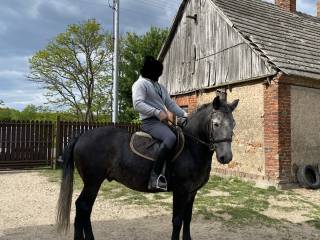 Sprzedam, rasa: typ koń mały