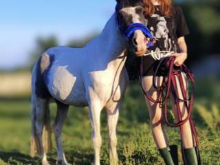 Energiczna kucynka felińska 120 cm szuka jeźdźca do dzierżawy!