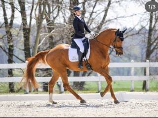 KOŃ PROFESOR-ujeżdżenie