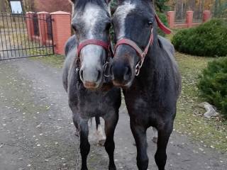 sprzedam parke klaczy