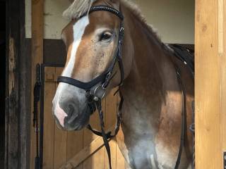 Haflinger Wałach 7letni