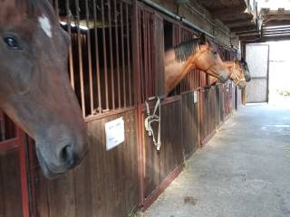 Praca. Jeździec oraz luzak