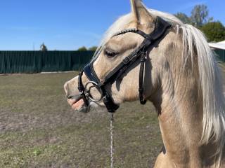 Na sprzedaż klacz walijska