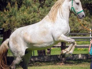 Koń,klacz andaluzyjska na sprzedaż