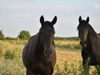 Klacz dsp Samba Sikoreczka- WM