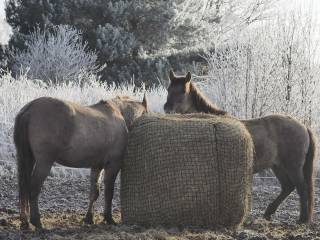 Konik Polski wałach