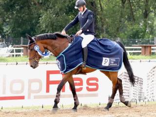 Doświadczony wałach dla Juniora / MJ - C1