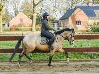 4 years old buckskin APPROVED stallion / stud 1.48m pony dressage and jumping CLEAN X-RAYS