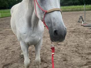 Współdzierżawa – wałach „Profesor”, 19 lat