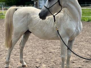 Współdzierżawa – wałach arabski, 13 lat, ok. 140 cm w kłębie