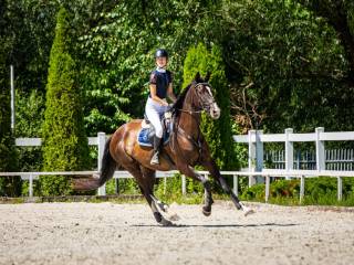 Współdzierżawa – piękna klacz, 13 lat, 170 cm w kłębie