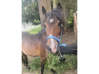 Kucyk szetlandzki na sprzedaż