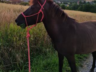 Ogierek huculski 2,5 roku programowy