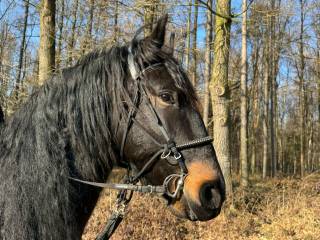 Fantastyczny wałach do dzierżawy/współdzierżawa