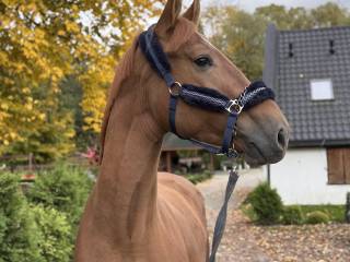 Super grzeczny wałach na sprzedaż.