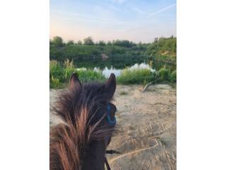 Jazda konna, wyjazdy w teren, praca z ziemi, wyjazdy w teren, natural