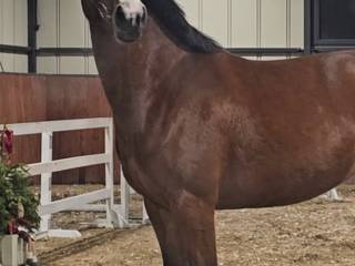 Odessa - klacz hanowerska