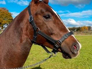 Kombinowany kawesson w stylu niemieckim – Midnight Soil | Silver Star