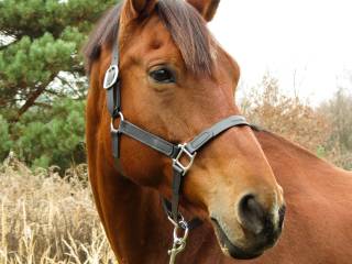 Kantar z taśmy PVC z regulacją – Midnight Soil | Silver Star