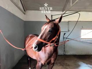 taśmy stanowiskowe dla koni PVC 2 m „Apricot Ice Cream”