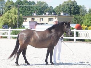 Klacz huculska 6 lat zaźrebiona Wierzynek z Dzikich Pól