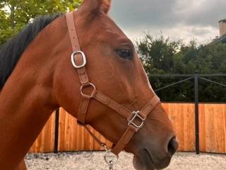 Kantar z taśmy PVC – Chestnut Bark | handmade | Silver Star