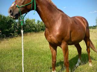 Miły, spokojny wałach