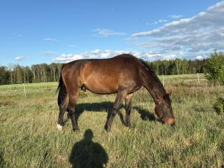 Duży ujeżdżeniowy gniady wałach 5,5 roku