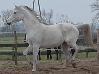 Sprzedam klacz czystej krwi arabskiej