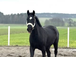 3 letni kary wałach czysty TUV